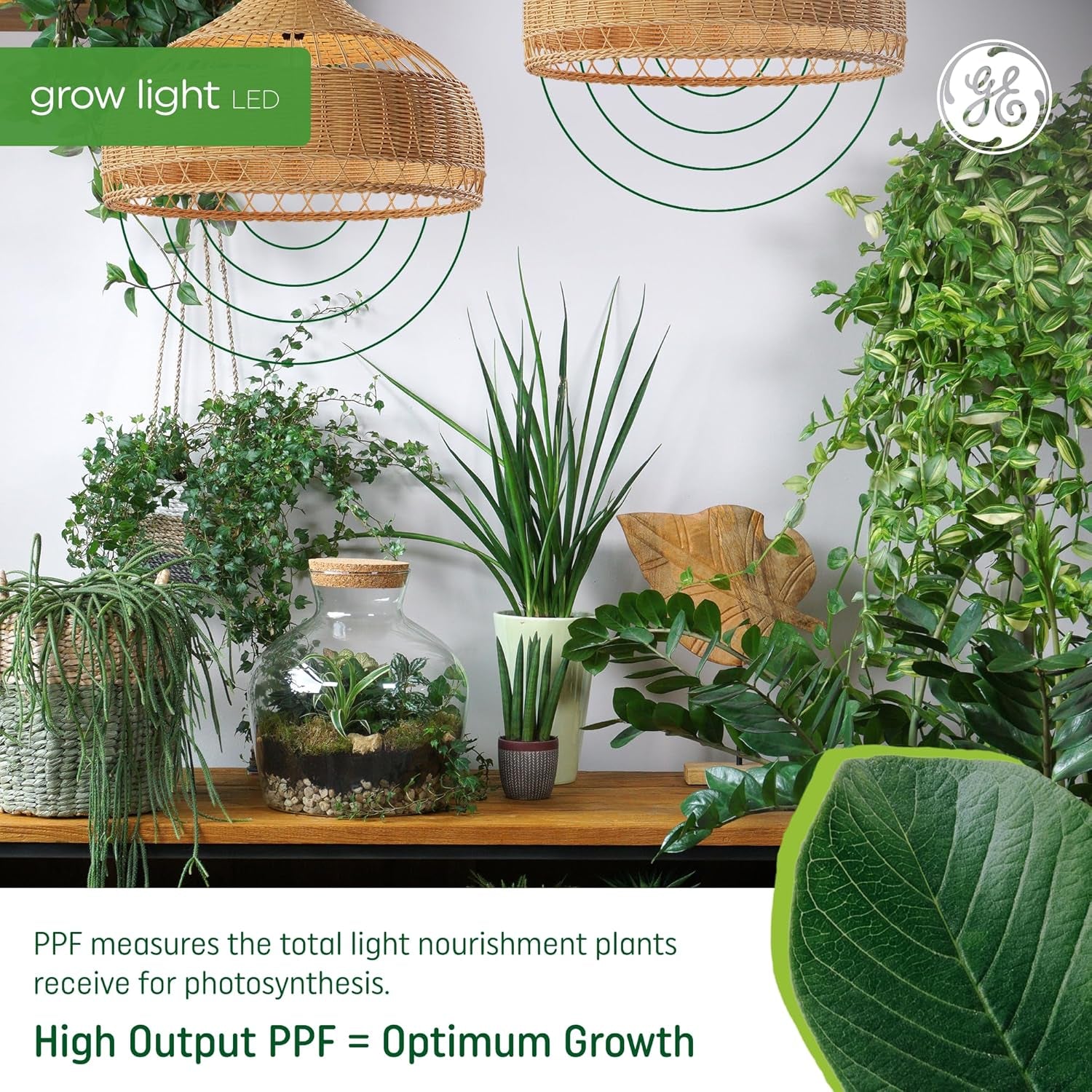 PAR38 LED Grow Light Bulb - Indoor Flood Light for Plants, Seeds, and Greens with Balanced Light Spectrum, 25,000 Hour Lifespan, 50 PPF, Single Pack (Packaging May Vary)